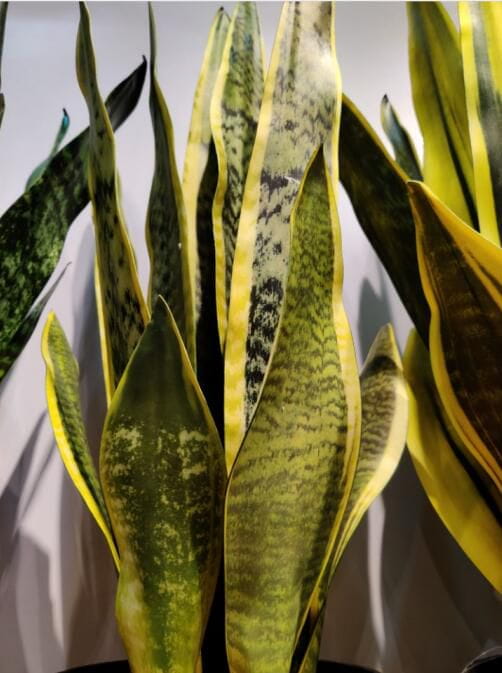 Artificial Saint Sword Plant, 30 CM, Yellow Sharetrade